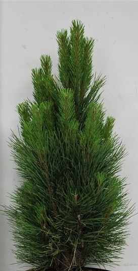 Сосна черная Грин Тауэр